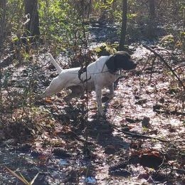 Pippa - German Shorthaired Pointer