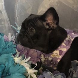 French Bulldog and Newfoundland Puppies from Haywire Frenchies & Newfoundland’s