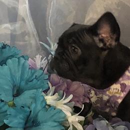 French Bulldog and Newfoundland Puppies from Haywire Frenchies & Newfoundland’s