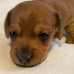 Honey Female CKC certified - Sable female Dachshund puppy in Oklahoma City, Oklahoma from Diana's Dachshunds CKC certified!