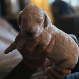 Cream boy - Cream male Goldendoodle puppy in Brownsboro, Alabama from Enchanted Goldendoodles and Poodles of NE Alabama