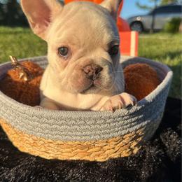 Lucy - Cream female French Bulldog puppy in Florida from Doxie Rugrats