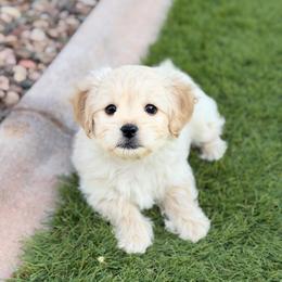 Pearl - Cream female Maltipoo puppy in Mesa, Arizona from Marci's Maltipoos