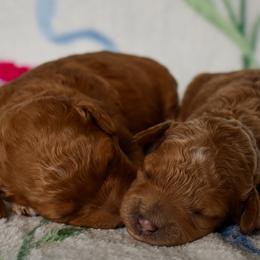 Poodle puppies from Toodles Goldendoodles