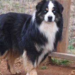 Player - Black tri male Miniature Australian Shepherd puppy in Brooker, Florida from Triple Branch Aussies