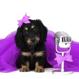 Lennon - Black and tan female Dachshund puppy in Flint, Texas from Legacy Lane Dachshunds