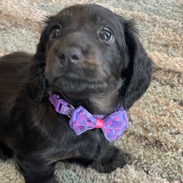 Dachshund Puppies from Meyerhaus (Weenie-Corn Ranch)