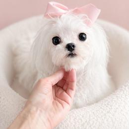 Chanel - Maltese