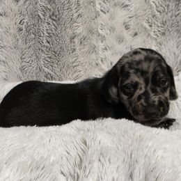 Salem - Dapple male Dachshund puppy in Holly, Michigan from Mini Doxie Mischief Makers