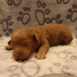 Nicole Kidman - Red female Aussiedoodle puppy in Payson, Utah from Country Sky Doodles