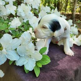 Boy 2 Tan - White male Llewellin Setter puppy in North Dinwiddie, Virginia from Pups Furever