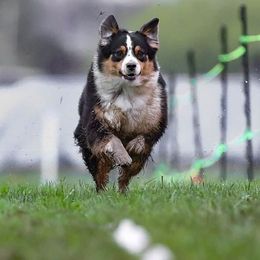 China - Australian Shepherd