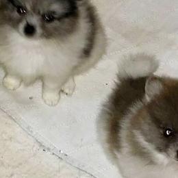 Pomeranians from Shaw's Sparkle Pom's