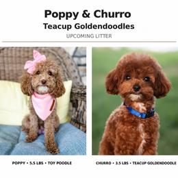 Goldendoodle puppies from Destination Doodles