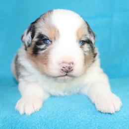 Dio - Blue merle male Australian Shepherd puppy in Colorado from Firestone Australian Shepherds