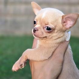Millie - Fawn female Chihuahua puppy in Indianapolis, Indiana from London Rouge Chihuahuas