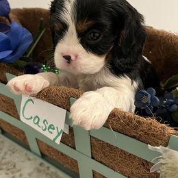 Casey - Tri-color male Cavalier King Charles Spaniel puppy in Warren, Maine from Cloud Nine Cavaliers