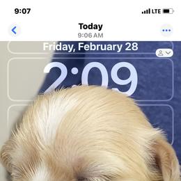 Lhasa Apso Puppies from Cynthia's Lhasa Apsos