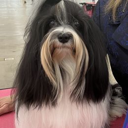 Harper - Havanese