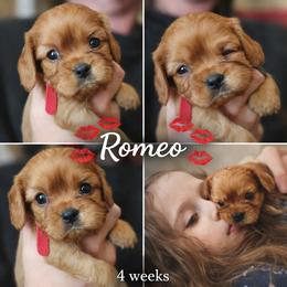 Romeo-Red - Ruby male Cavalier King Charles Spaniel puppy in London, Arkansas from Frosty’s Cavaliers