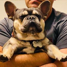 French Bulldog All Grown Up from Peach Pit Frenchies