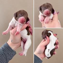 Zoe - Piebald female Dachshund puppy in Madison, Wisconsin from SK Miniature   Dachshunds