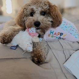 Bernedoodle, Goldendoodle, and Poodle All Grown Up from Kingdom Kennels