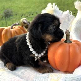Opal - Black and gold female Shorkie puppy in Charleston, West Virginia from Mountain State Puppies