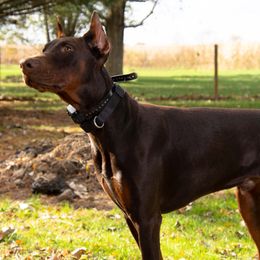 Doberman Pinscher and French Bulldog All Grown Up from The Defender Farm