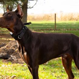 Doberman Pinscher and French Bulldog All Grown Up from The Defender Farm
