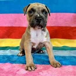 Boy 1 - Blue fawn male American Pit Bull Terrier puppy in Nine Mile Falls, Washington from Bartin Kennels