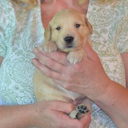 Goose (silver collar) - Golden male Golden Retriever puppy in Webster City, Iowa from Whispering Pines Precious Puppies
