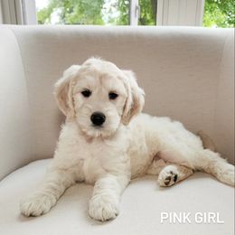 Pink Girl - Cream female Goldendoodle puppy in Rochester, New York from Sandy Creek Doodles