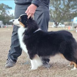 Mirage - Miniature American Shepherd