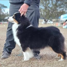 Mirage - Miniature American Shepherd