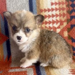 Petunia - Sable female Pembroke Welsh Corgi puppy in Okeechobee, Florida from HotShot Kennels