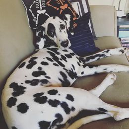 Dalmatians from Cedar Ridge Kennels