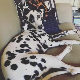 Dalmatians from Cedar Ridge Kennels