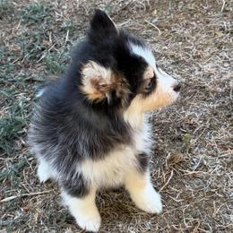Scarlet - Tri-color female Pomsky puppy in Mc Minnville, Oregon from West Coast Pomskies