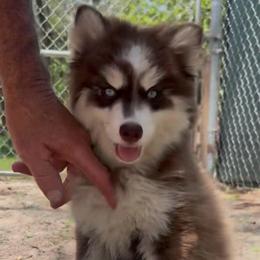 Joy - Red and white female Pomsky puppy in Spring Hill, Florida from PDQ Pomskies