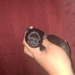 Boy 2 - Black and white male Shih Tzu puppy in Birmingham, Alabama from K&D kennels