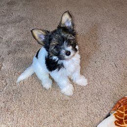 Morkie Puppies from McConnell’s Morkies