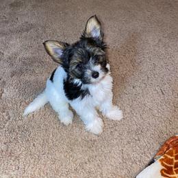 Morkie Puppies from McConnell’s Morkies