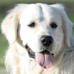Golden Retriever and Labrador Retriever All Grown Up from Stephanie Dellrie