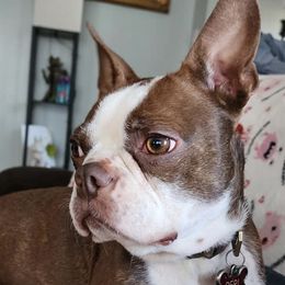 Boston Terriers and Cocker Spaniels from Down in the Holler
