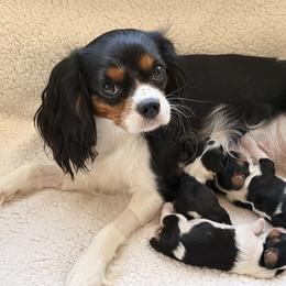 Daisy - Cavalier King Charles Spaniel