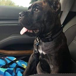 Cane Corso Puppies from King of Kings Cane Corso