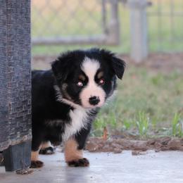 Big Mike - Black tri male Miniature Australian Shepherd puppy in Goliad, Texas from Sassy Lil Aussies and Diamond W Poodles