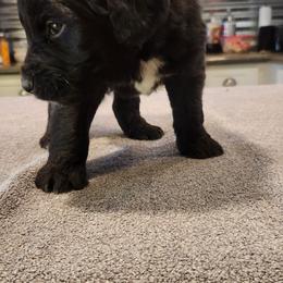 Black male - Black male Saint Berdoodle puppy in Saint Joseph, Missouri from Home Raised St. Berdoodles