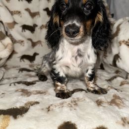 Mars - Piebald male Dachshund puppy in Turlock, California from Vibrant Dachshunds